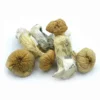 African Transkei Shrooms Australia