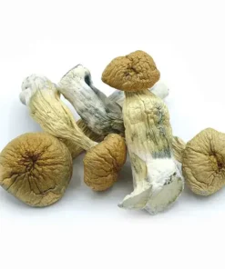African Transkei Shrooms Australia