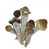 Penis Envy Shrooms Australia