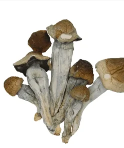 Penis Envy Shrooms Australia