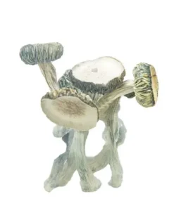 White Rabbit Shrooms Australia